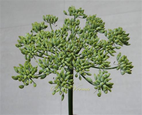  Inflorescence with fruits (Upper view)